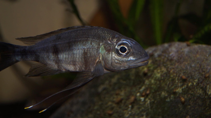 Ophthalmotilapia sp. 'whitecap' Mabilibili Bay